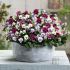 Viola Sorbet Raspberry Sundae Mix | Tray of 10 x 5cm Garden Ready Plants