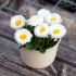 Bellis Bam Bam White Blush | 5 x 6cm Garden Ready Biodegradable Potted Plants