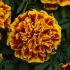 Marigold Bonanza Bee | 5 x 6cm Garden Ready Biodegradable Potted Plants
