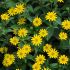 Sanvitalia Million Suns | 3 x 6cm Garden Ready Biodegradable Potted Plants