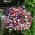 Petunia Easy Wave Mix | 5 x 6cm Garden Ready Plant the Pot Bedding Plants