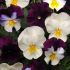 Pansy Cool Wave Berries and Cream Mix | 30cm Hanging Basket Speed Planter