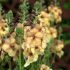 Verbascum Honey Dijon | 9cm Garden Ready Plant