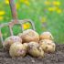 Kestrel Seed Potatoes | Second Early 2kg bag