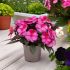 New Guinea Impatiens Clockwork Pink Star | 5 x 6cm Garden Ready Biodegradable Potted Plants