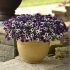 Petunia F1 Shock Wave Purple Tie Dye | 5 x 6cm Garden Ready Biodegradable Potted Plants