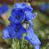 Delphinium Diamonds Blue | 1 Litre Garden Ready Plant