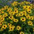 Rudbeckia Fulgida Little Goldstar | 1 Litre Garden Ready Plant