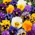 Pansy Frizzle Sizzle Mixed | Tray of 350 Plug Plants