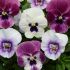Viola Sorbet Raspberry Sundae Mix | Tray of 10 x 5cm Garden Ready Plants