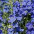 Delphinium Diamonds Blue | 1 Litre Garden Ready Plant