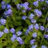 Myosotis Compindi (Forget-Me-Not) | Pack of 5 Garden Ready 6cm Peat Pots