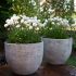 Armeria Dreameria Dream Clouds | 1 Litre Garden Ready Plant