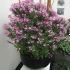 Cleome Clio Magenta | 5 Large Plug Plants