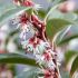Sarcococca Winter Gem | 9cm Garden Ready Plant