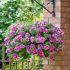 Petunia Tumbelina Helena | 3 x 6cm Garden Ready Biodegradable Potted Plants