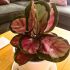 Calathea Roseo Picta | Houseplant 13cm Pot