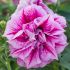 Petunia Tumbelina Helena | 3 x 6cm Garden Ready Biodegradable Potted Plants