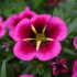 Calibrachoa Cabaret Good Night Kiss | 3 x 6cm Garden Ready Biodegradable Potted Plants