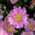 Anemone x hybrida Bressingham Glow | 1 Litre Garden Ready Plant