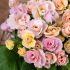 Primrose Bellerose | 3 x 6cm Garden Ready Biodegradable Potted Plants
