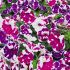 Petunia Purple White Sky | 3 x 6cm Garden Ready Biodegradable Potted Plants
