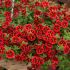 Calibrachoa Cabaret Special Red Kiss | 5 Large Plug Plants