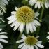 Echinacea Delicious Ice | 1 Litre Garden Ready Plant