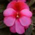 New Guinea Impatiens Clockwork Pink Star | 5 x 6cm Garden Ready Biodegradable Potted Plants