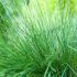 Grass Festuca Amethystina | 3 x 6cm Garden Ready Biodegradable Potted Perennial Plants
