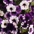 Petunia F1 Shock Wave Purple Tie Dye | 5 x 6cm Garden Ready Biodegradable Potted Plants