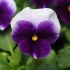 Pansy Panola XP Beaconsfield | Tray of 10 x 5cm Garden Ready Plants
