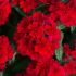 Verbena Showboat Dark Red (Spreading) | 5 Large Plug Plants