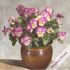 Viola Ultima Radiance F1 Pink Imp. | Pack of 3 Garden Ready 7cm Pots