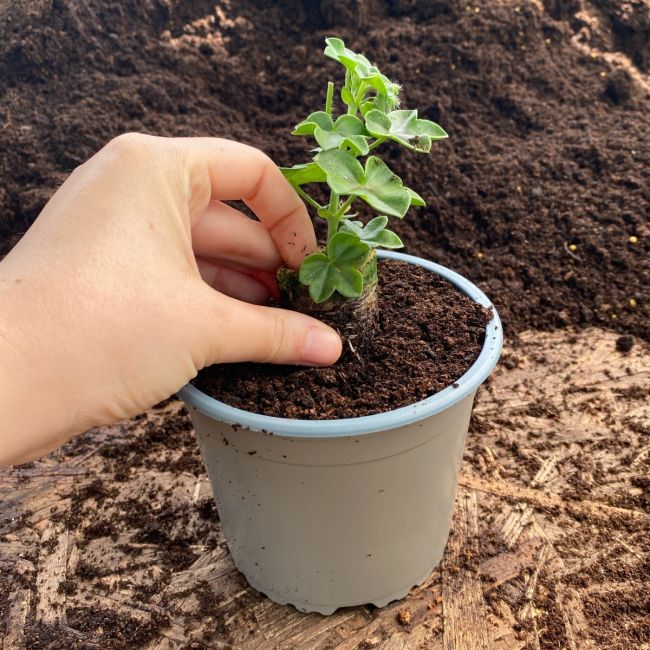 Recyclable TaupeGrey 13cm Plastic Plant Pots Pack of 10