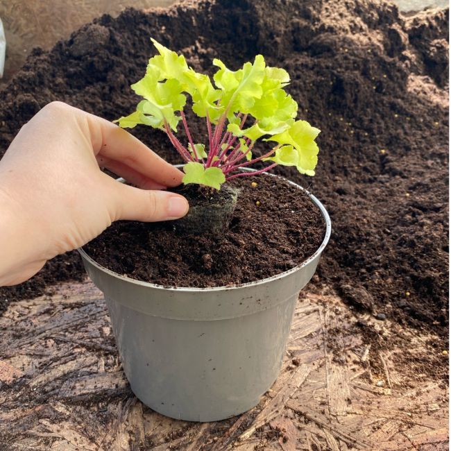 Recyclable TaupeGrey 2Ltr Plastic Plant Pots Pack of 10