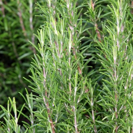 Rosemary_20officinalis_20-