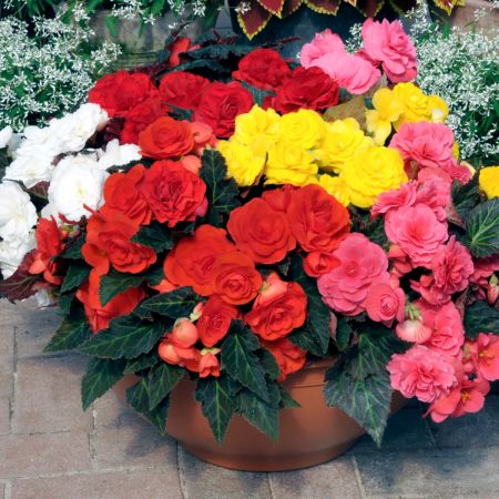 Begonia Non Stop Mocca Mixed| Tray of 230 Plug Plants
