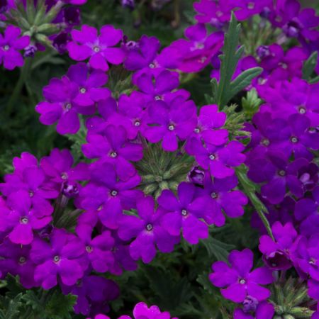 verbena_20enchatment_20purple_