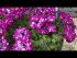 Petunia Royal Sky