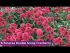 Echinacea Double Scoop Cranberry | 9cm Garden Ready Plant