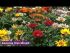 Gazania Kiss Mixed | Tray of 40 Plug Plants