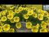 Petunia Bees Knees