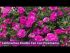 Calibrachoa Double Can Can Pinkmania | 5 Large Plug Plants