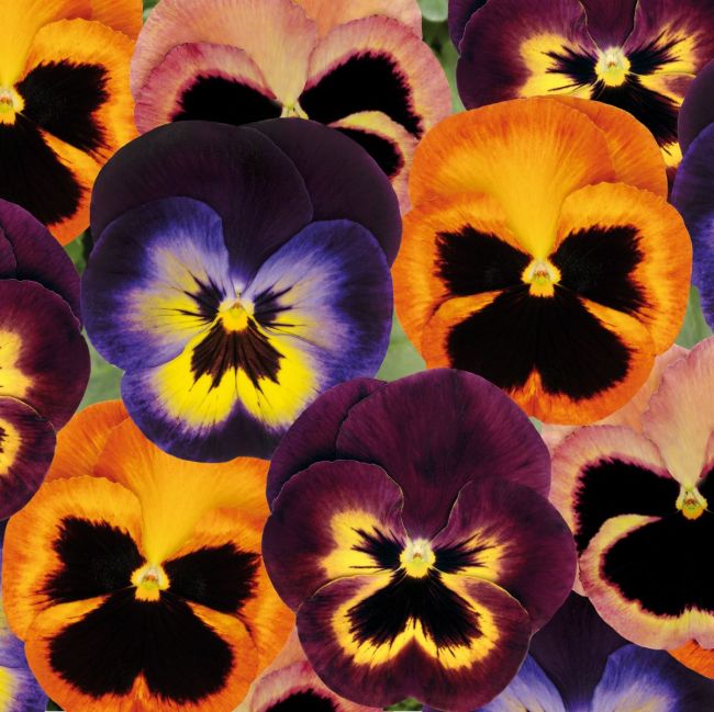 Pansy Matrix Northern Lights Mix | Pack of 3 Garden Ready 7cm Pots