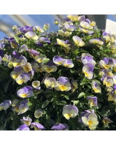 Pansy Cool Wave Blueberry Swirl | 30cm Hanging Basket Speed Planter