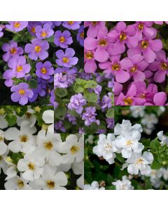 Bacopa Collection | 5 Large Plug Plants