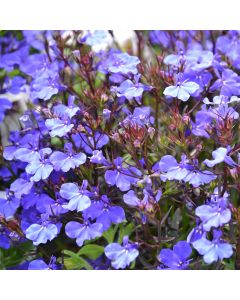 Lobelia Crystal Palace (Bush/Upright) | Tray of 40 Plug Plants