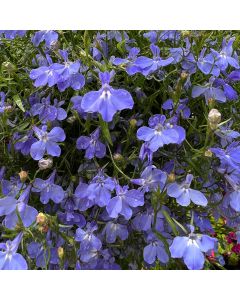 Lobelia Trailing Fountain Blue | Tray of 40 Plug Plants