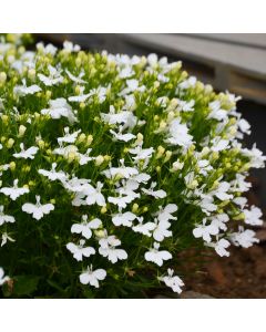 Lobelia Bush White | Tray of 40 Plug Plants